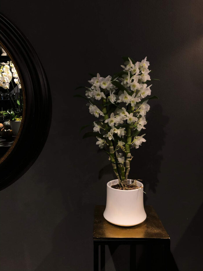 Orchidea Dendrobium bianco con vaso ceramica.