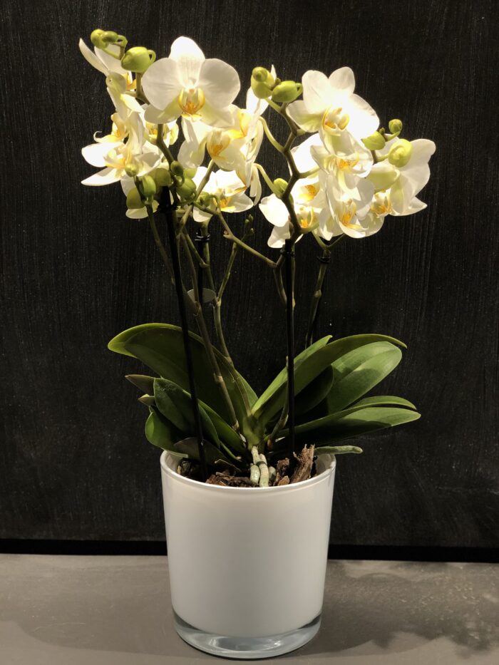 orchidée blanche pliante milano