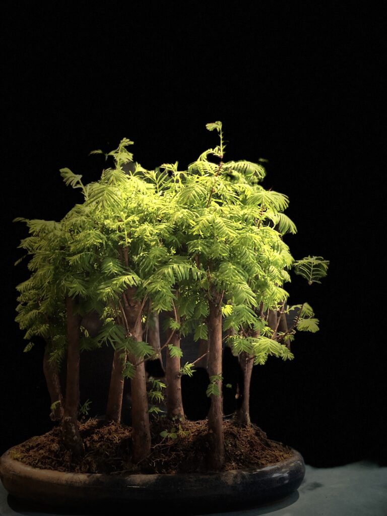 metasequoia bonsai for sale